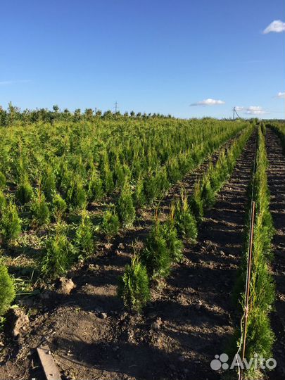 Мастер по ремонту (помощник по хозяйству) рф,BY