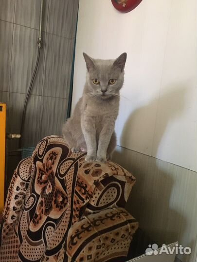 Британские котята