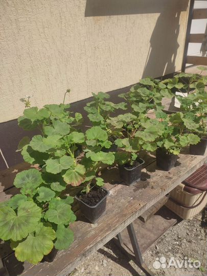 Пеларгония герань разные сорта