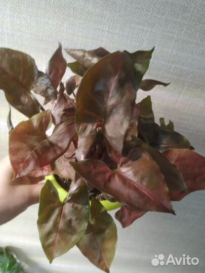Сингониум шоколадный