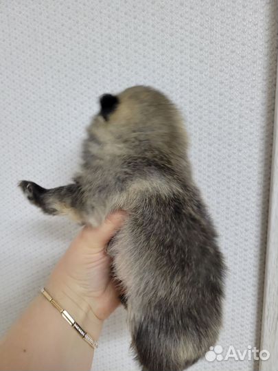 Собака шпиц