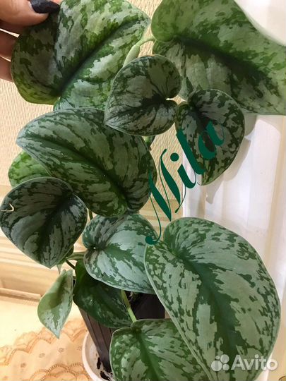 Сциндап Экзотик