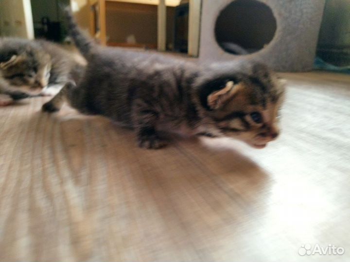 Отдам котят в добрые руки