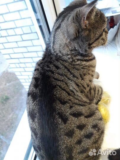 Кошечка Мила