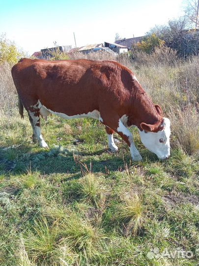 Полукровные джерсийские телята и коровы