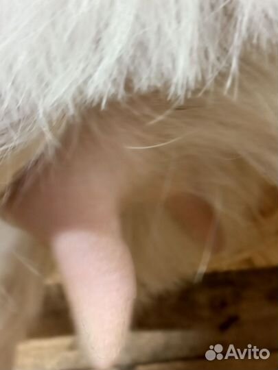 Козы и козел