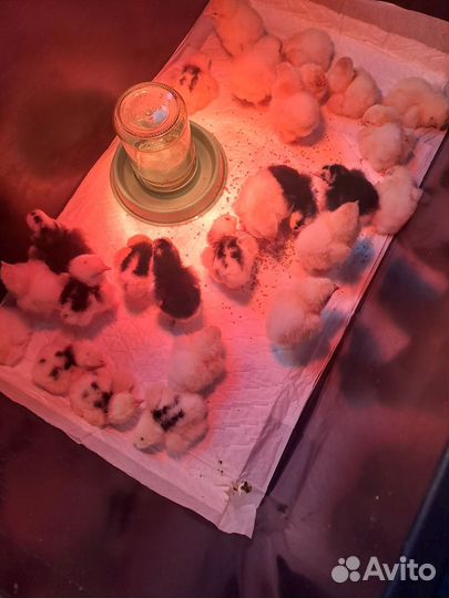 Цыплята породы брама