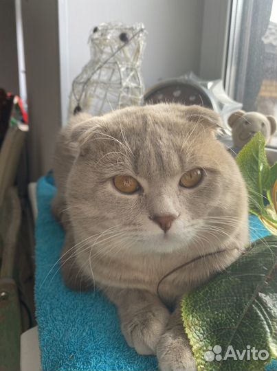 Шотландский кот вязка