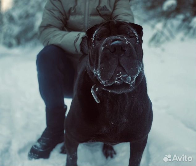 Шарпей девочка вязка