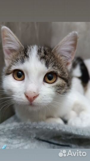 Котенок девочка в поисках дома