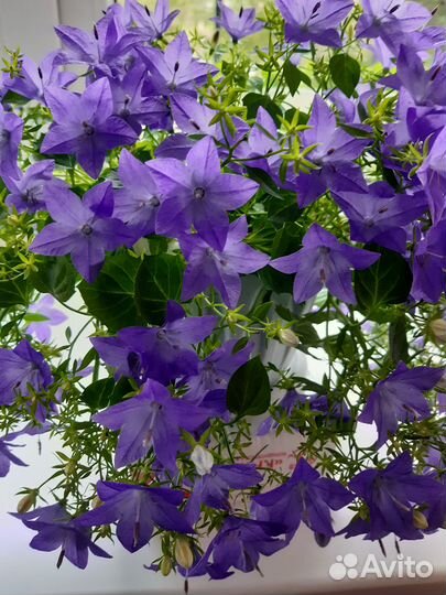 Комнатные растения цветы