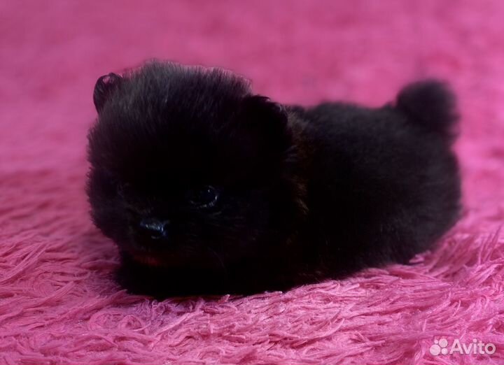 Щенки шпица