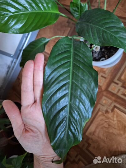 Спатифиллум