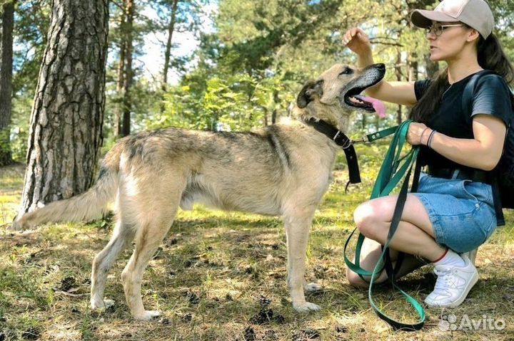 Собака в добрые руки