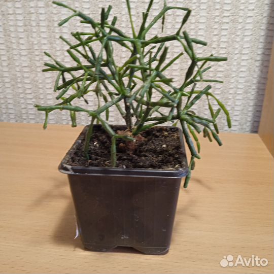 Хатиора, Спатифиллум