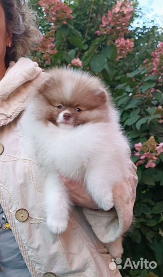 Нежный мальчик