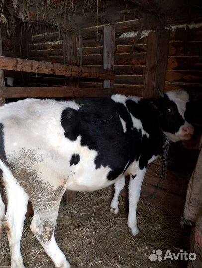 Стельная тёлочка