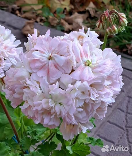 Пеларгония герань лиа Лаура