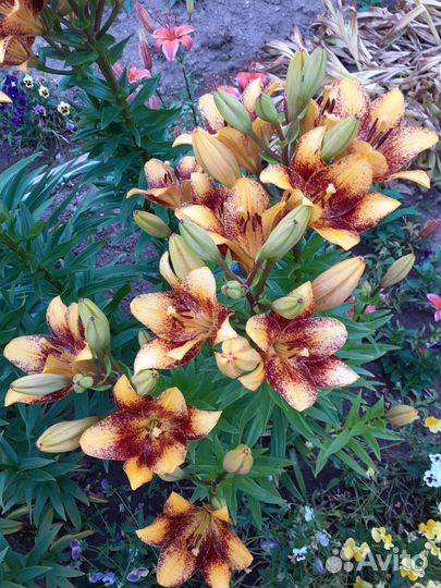 Цветы в ассортименте