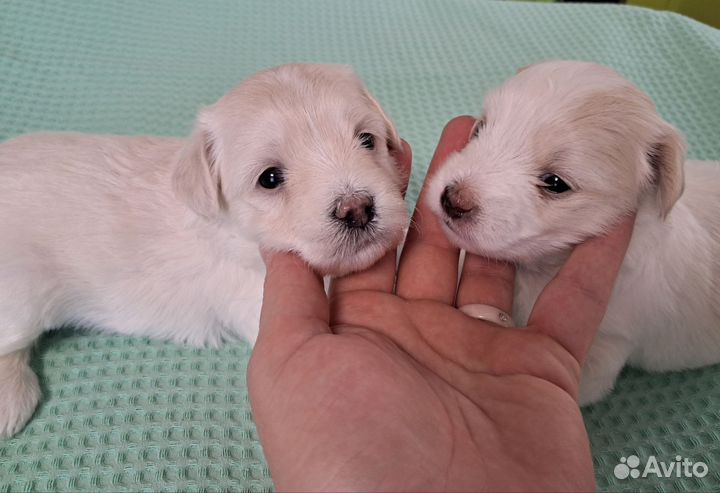 Мальтийская болонка