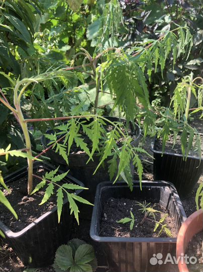 Сумах тигровый