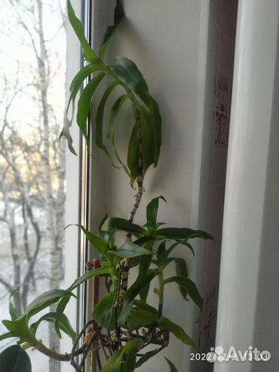 Лечебные растения