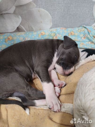 Щенок Амстафф