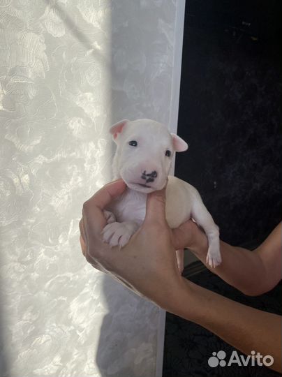 Миниатюрный бультерьер щенки