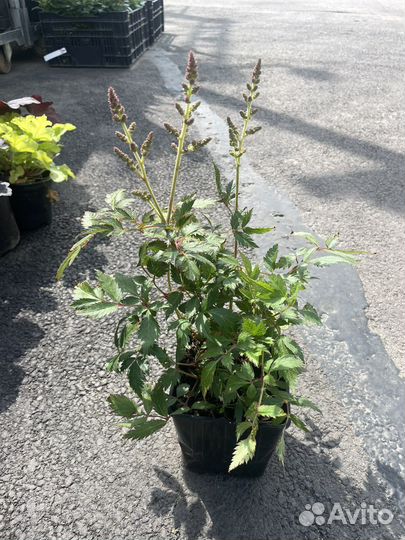 Астильба Инферно