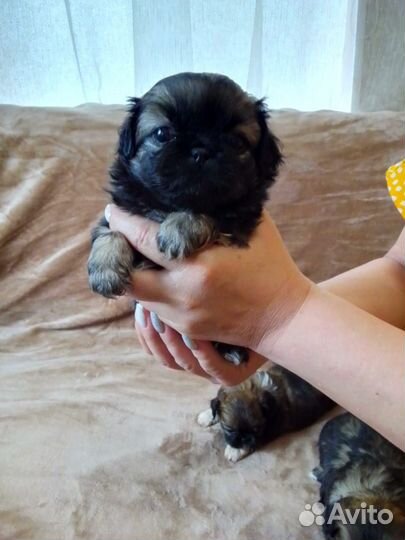 Щенки пекинеса