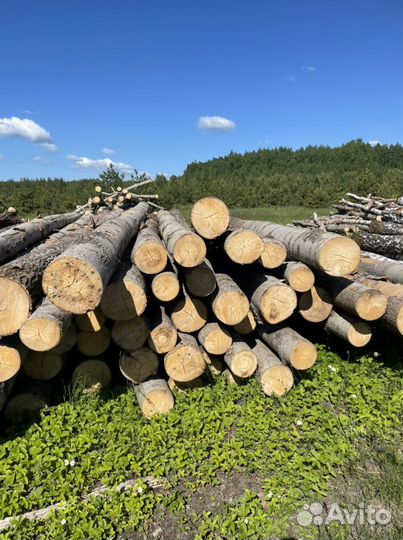 Лес кругляк осина