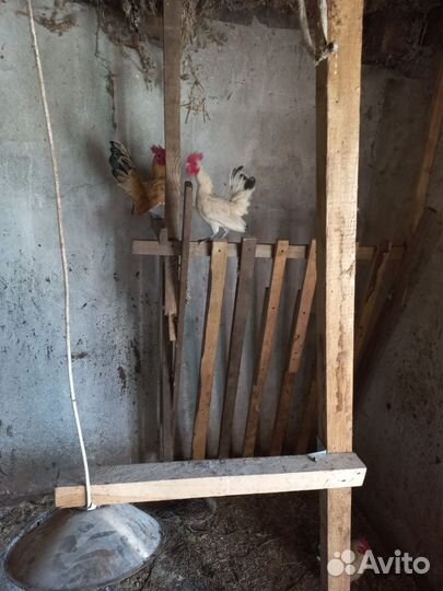 Декоративные куры