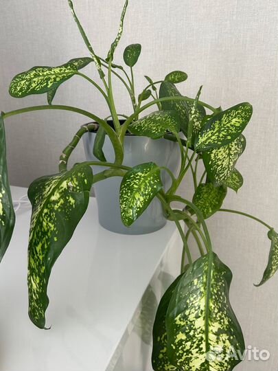 Диффенбахия, комнатные растения, цветы