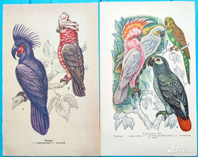 Иллюстрации попугаи, открытки птицы