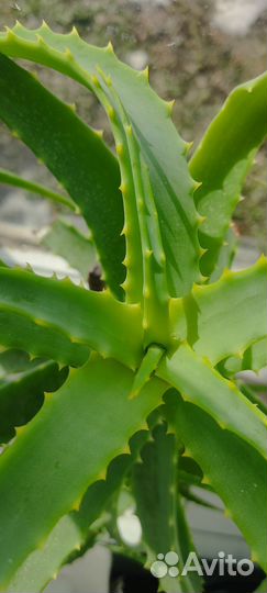 Хойя белла и другие комнатные растения