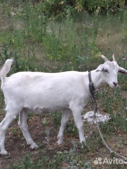 Домашние животные