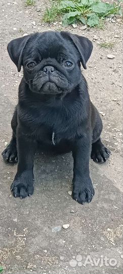 Щенок мопса девочка и мальчик