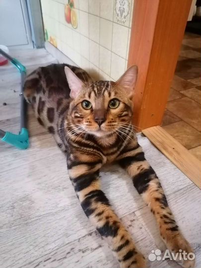 Бенгальский кот