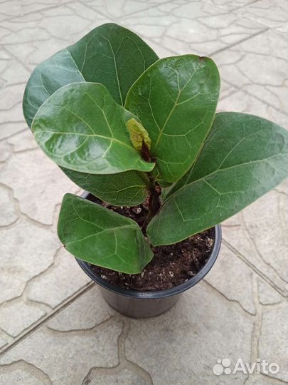 Комнатные цветы, растения