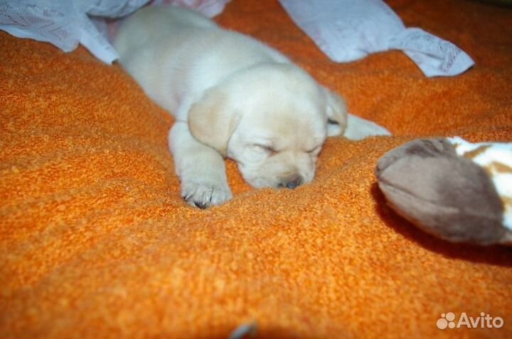 Малышка лабра