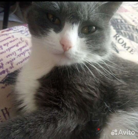 Передержка кошек