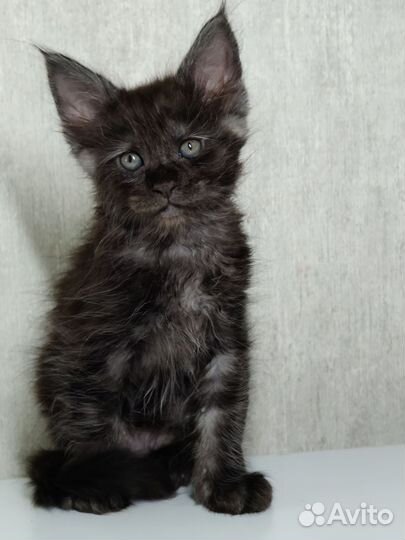 Котята мейн-кун