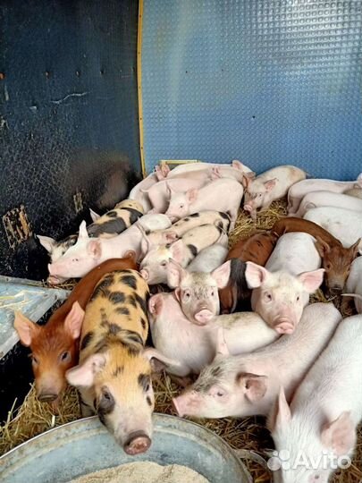 Поросята