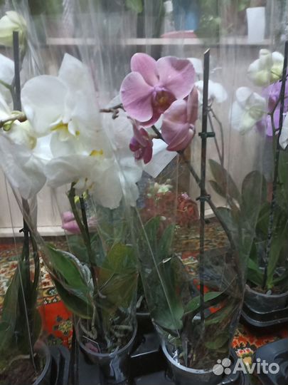 Орхидея фаленопсис