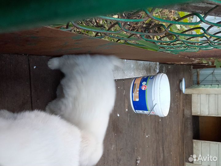 Самоедская лайка щенки