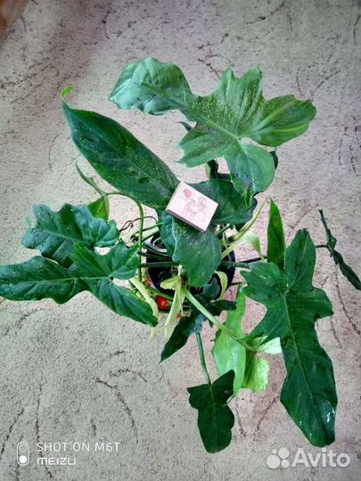 Ароидные. Филодендроны