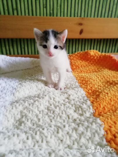 Котята ищут добрых хозяев. Родились 18 октября