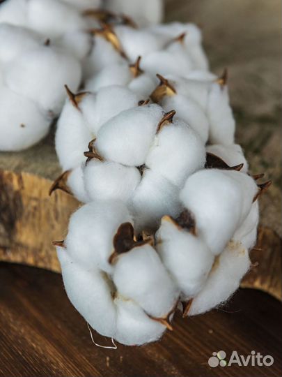 Хлопок 10 веток