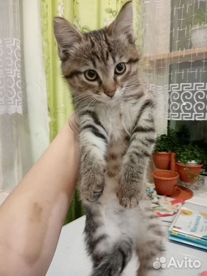 Котенок мальчик