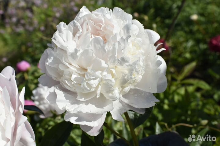 Пионы саженцы